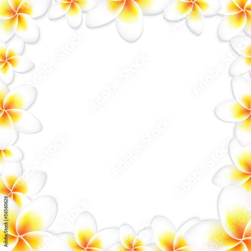 White Frangipani Frame