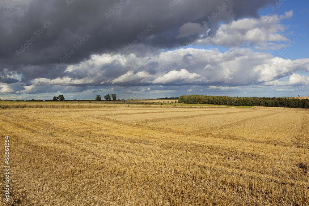 stormy skies and golden stubble