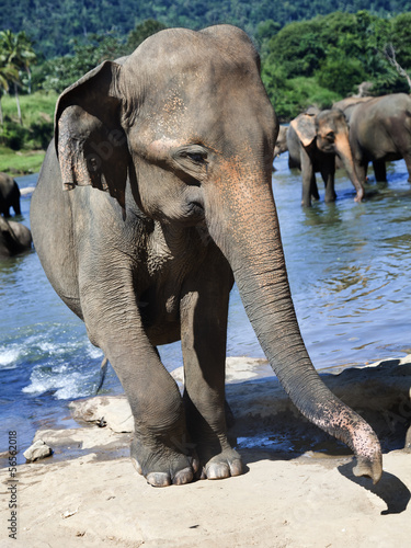Photography Herd of elephants taking bath in rough river on sunny day