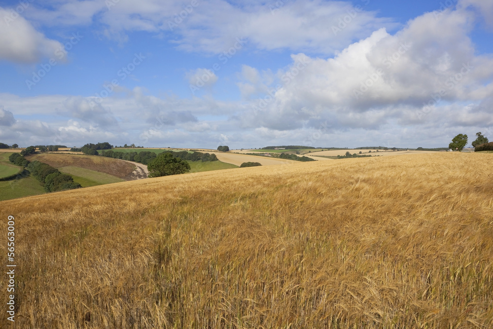 summer barley crop
