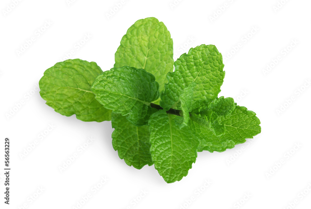 Fresh mint Fresh mint