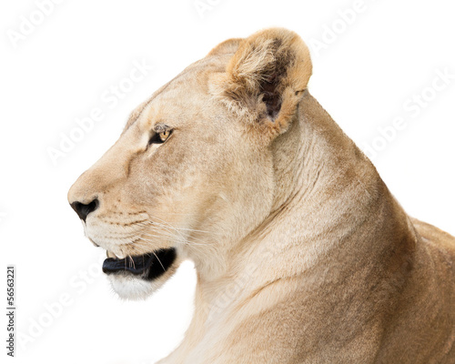 Powerful lioness
