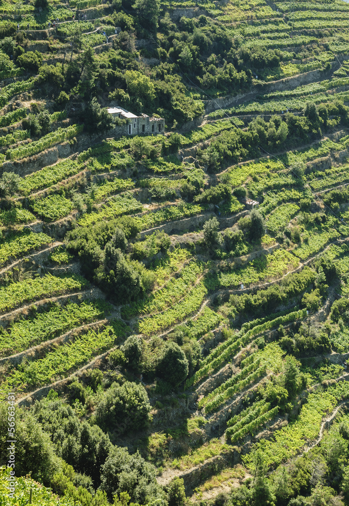 Vineyard cultivation on terraces on hillside