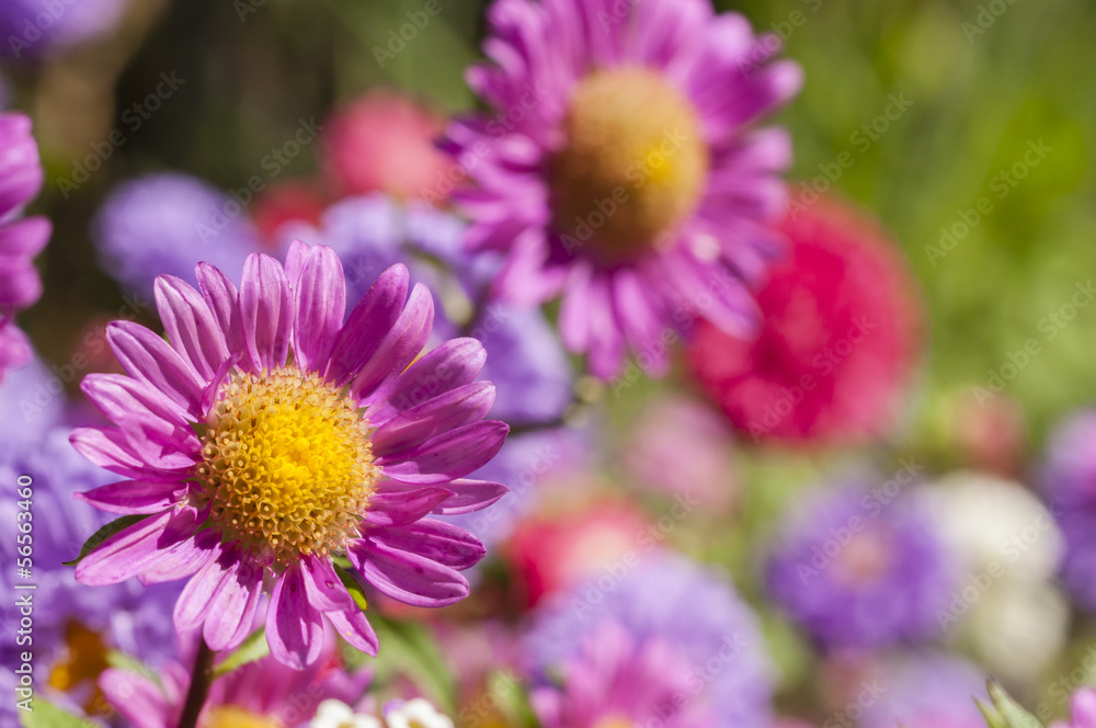 Colorful garden flowers Colorful garden flowers