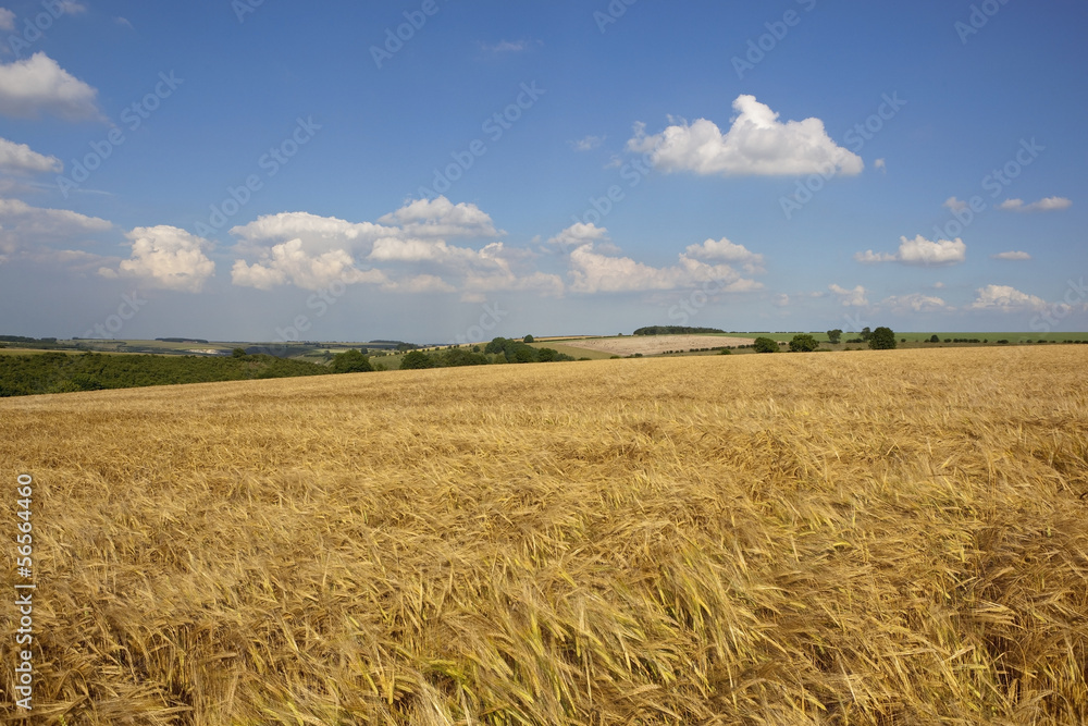 golden barley field in summer