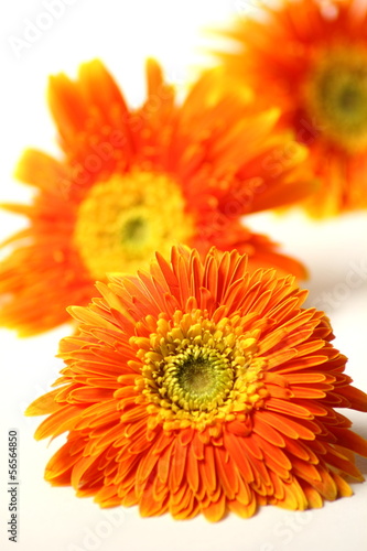 Beautiful orange gerbera flower isolated