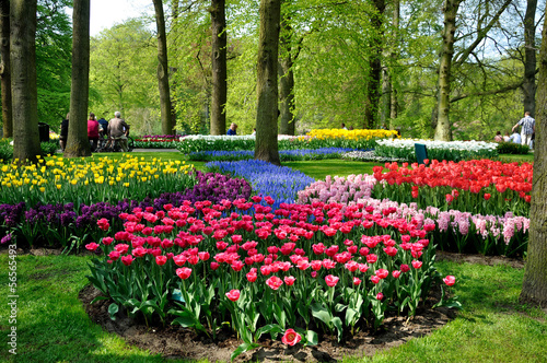 Purple, yellow, blue, pink and white tulips in Keukenhof park in