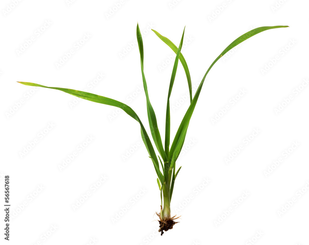 custom made wallpaper toronto digitaldark green herb on white