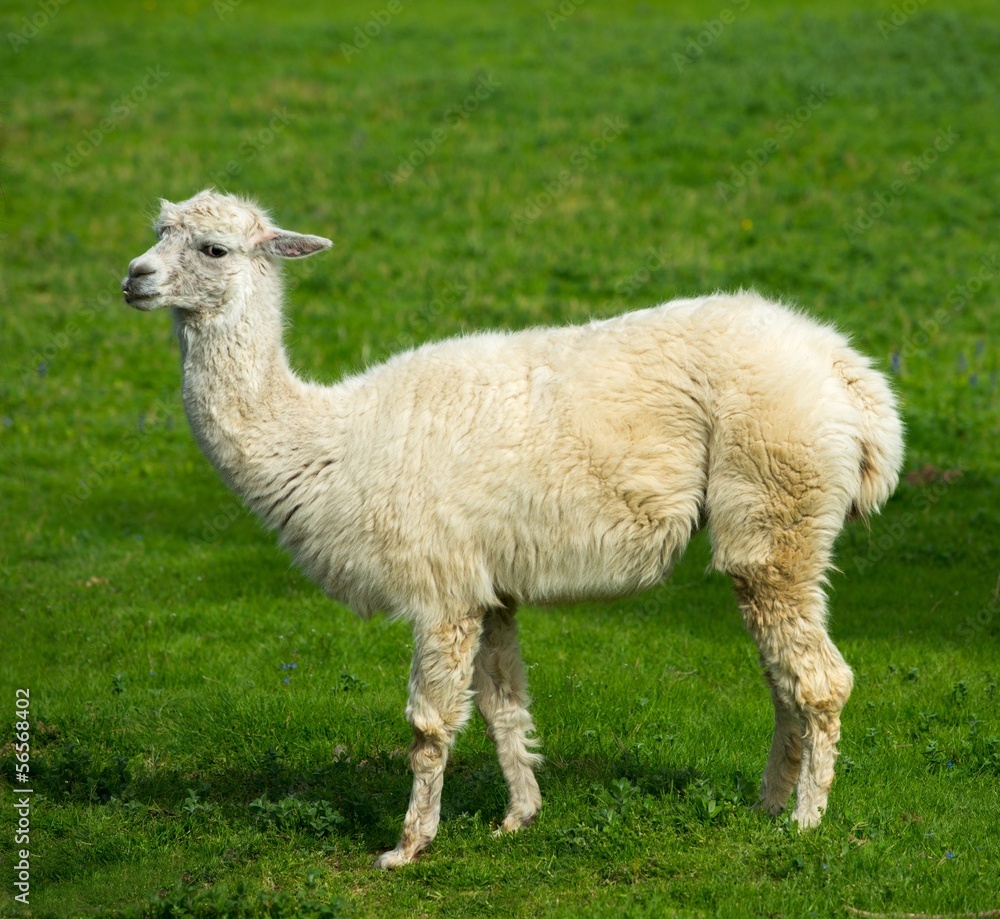 Fototapeta premium White lama on a meadow