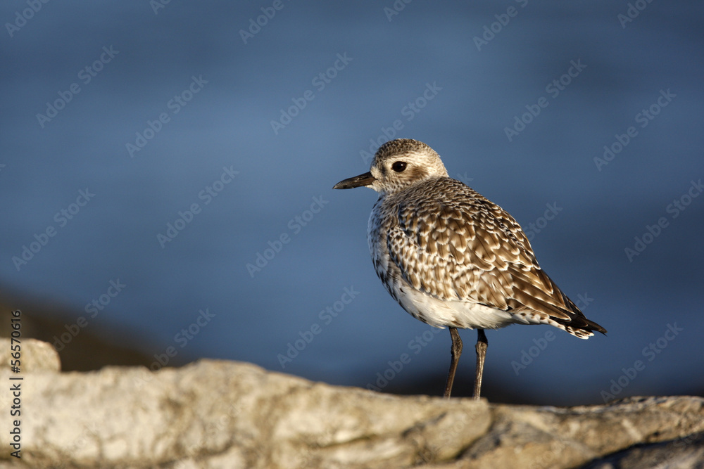 Grey plover, Pluvialis squatarola Grey plover, Pluvialis squatarola