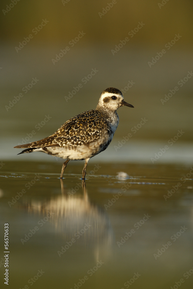 Grey plover, Pluvialis squatarola Grey plover, Pluvialis squatarola