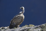 Griffon vulture, Gyps fulvus
