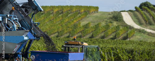 Fotografía Vendanges mécanique du raisin dans le vignoble