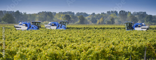 Cuadro en lienzo Vendanges mécanique du raisin dans le vignoble