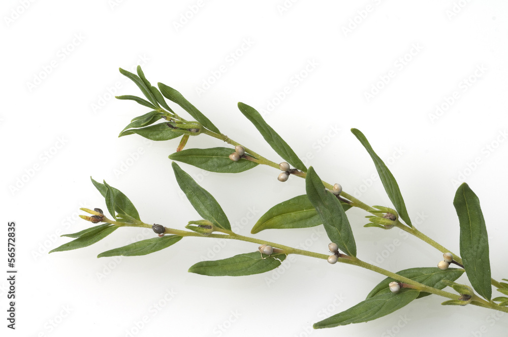 Steinsame, Echter Steinsame, Lithospermum Officinale, Steinsame, Echter Steinsame, Lithospermum Officinale,