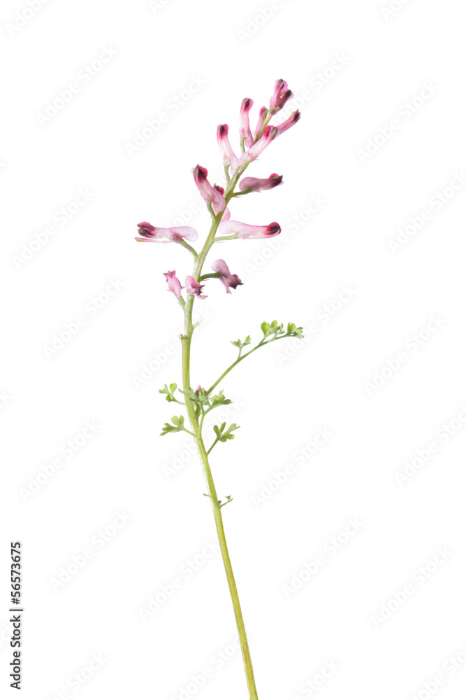 Common Fumitory plant isolated on white