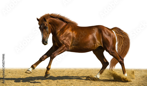 Obraz na plátně Chestnut horse runs freely