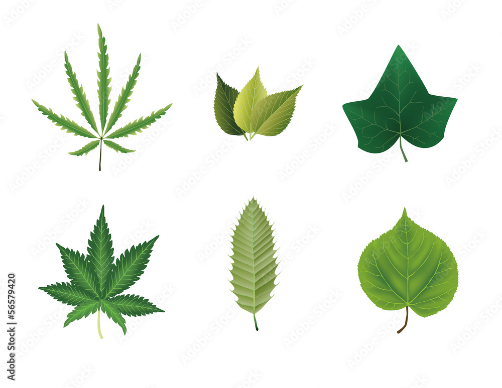 leaves collection leaves collection
