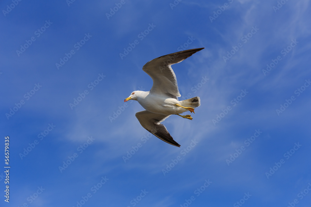 Obraz premium ウミネコ