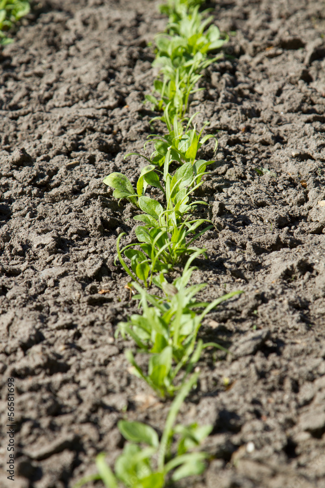 young plant young plant