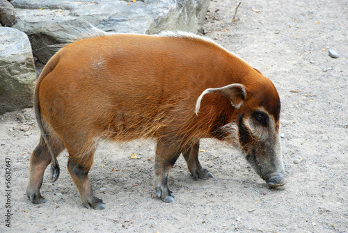 Wild Boar