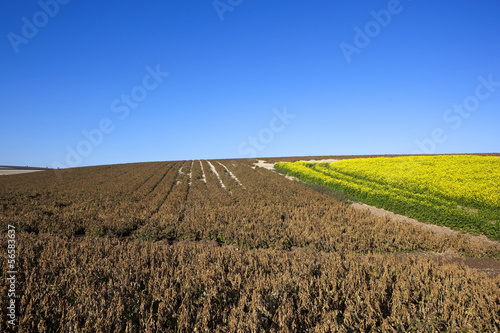 dessicated potato tops