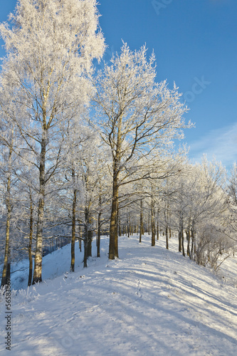 Winter forest with snow