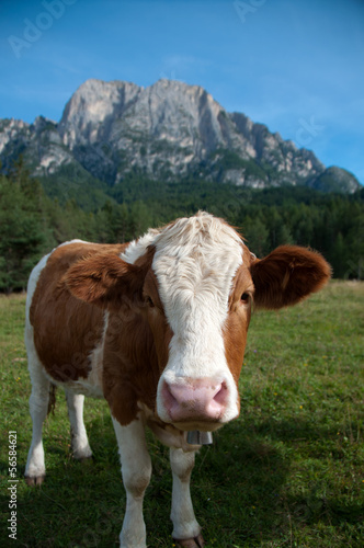 Portrait of a young Fleckvieh dairy cow looking curiously © Carsten Reisinger