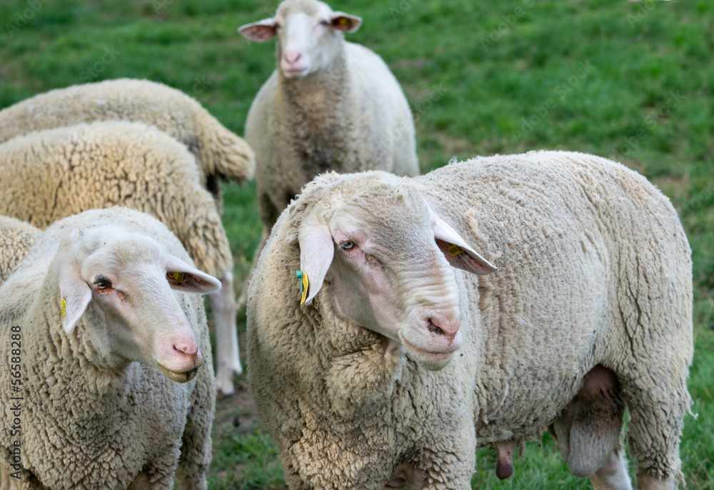 Sheep stand on grass land