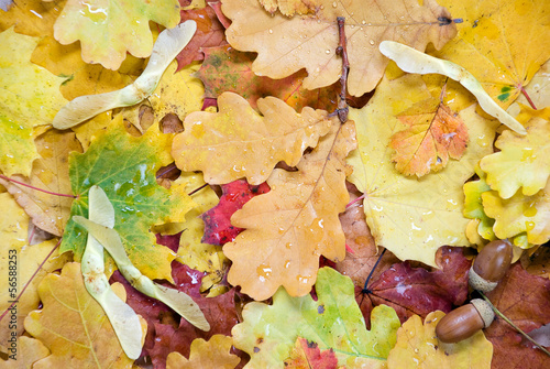 background of autumn leaves