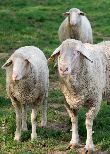 Fototapeta Naklejka Na Ścianę i Meble -  Sheep stand on grass land