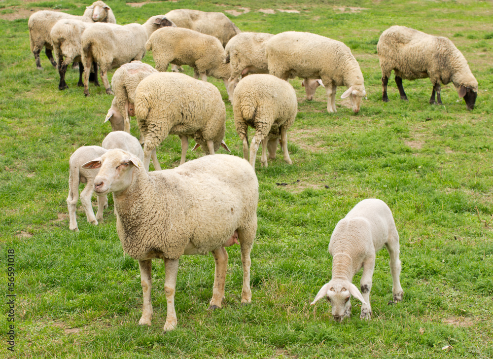 Sheep and lamb grazing on grass land Sheep and lamb grazing on grass land