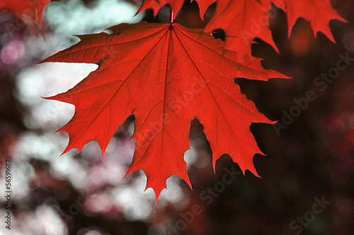 red autumn leaves
