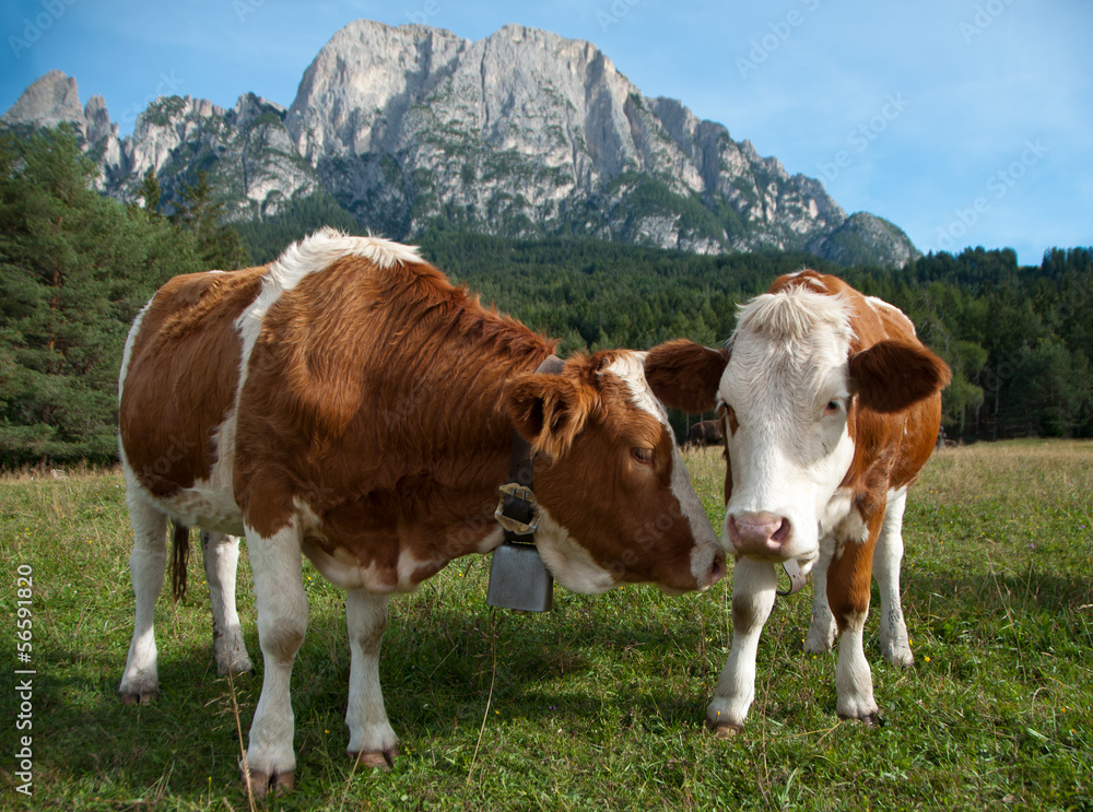 Naklejka premium Two young Simmentaler dairy cows