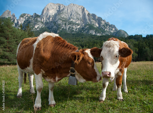 Two young Simmentaler dairy cows © Carsten Reisinger