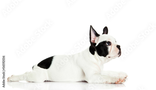 french bulldog isolated on white background