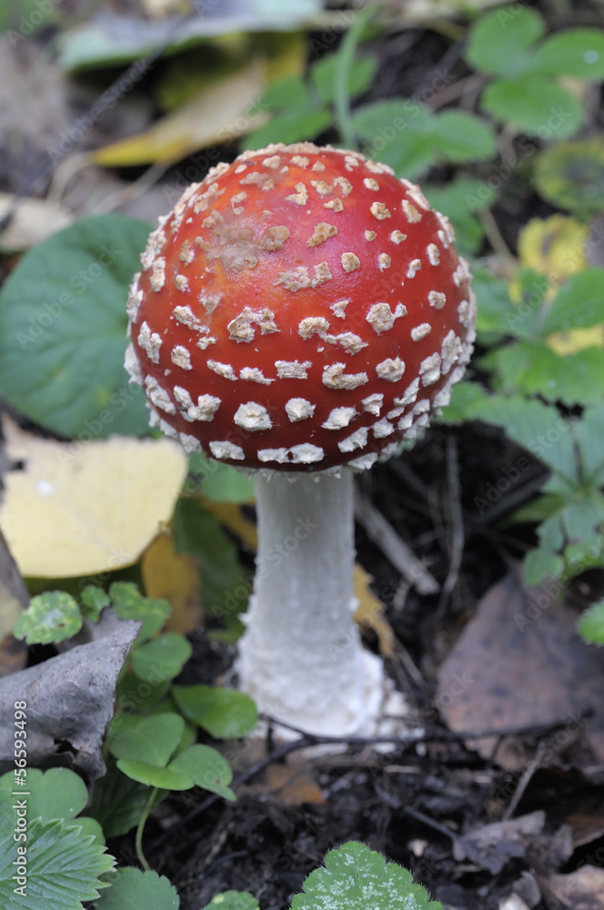 Close-up of fly agaric mushroom in a forest Close-up of fly agaric mushroom in a forest