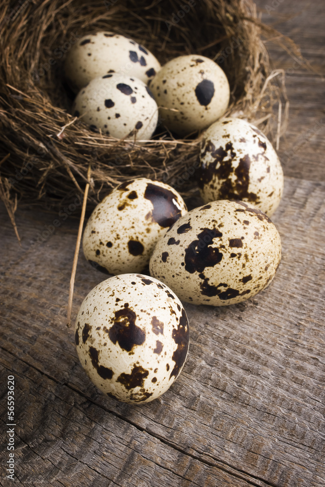 quail eggs in nest quail eggs in nest