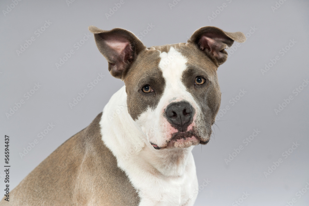 American bull terrier portrait. Brown with white spots. Studio s
