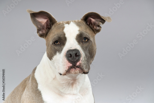 Photo American bull terrier portrait. Brown with white spots. Studio s