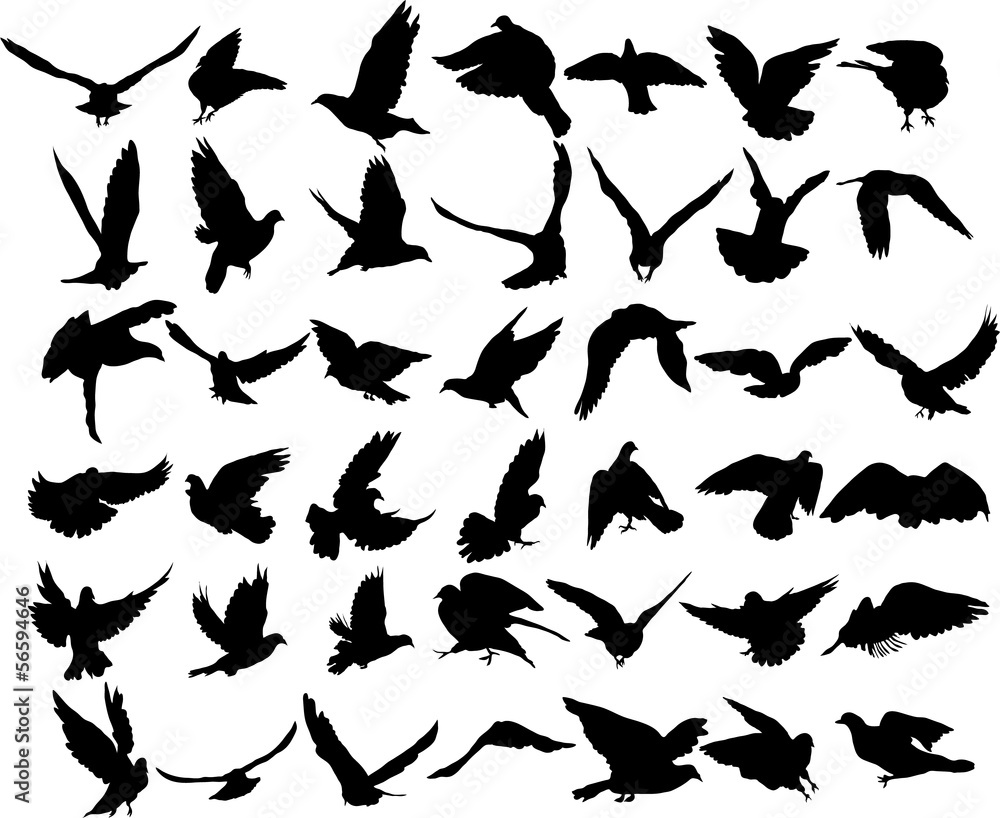 Set of 42 birds and silhouettes of birds Set of 42 birds and silhouettes of birds