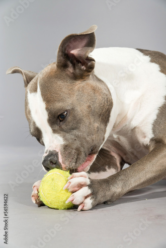 American bull terrier gnawing a tennis ball. Brown with white sp