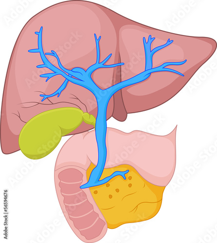 Human liver anatomy