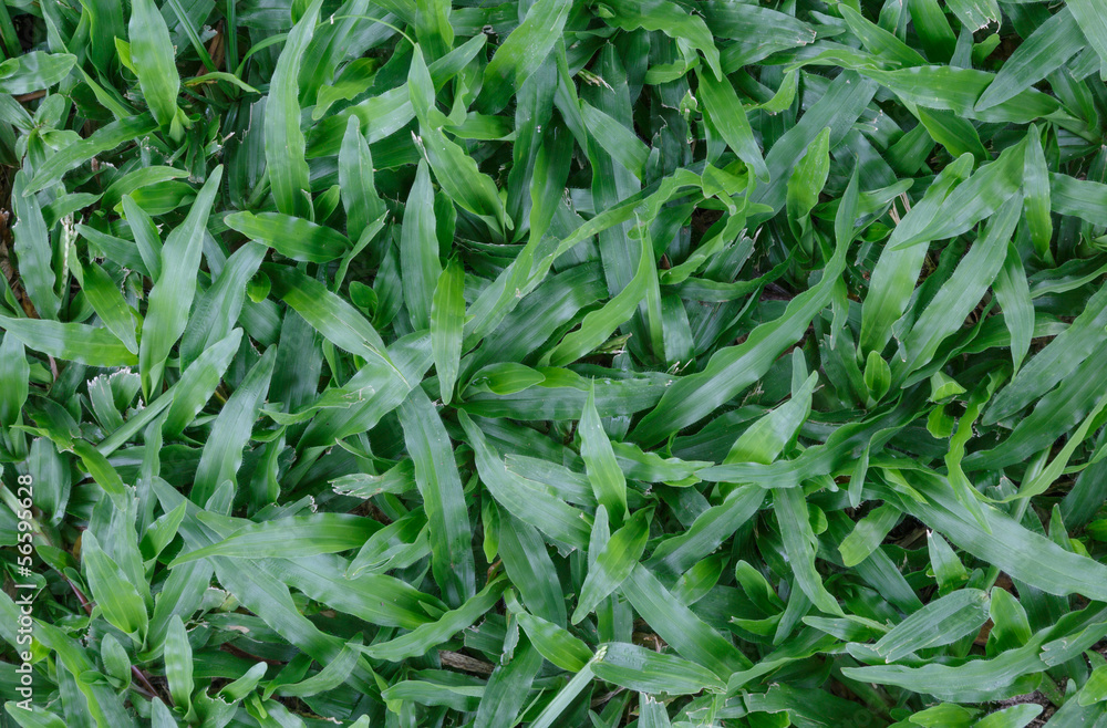 Green leaves wall background and texture Green leaves wall background and texture