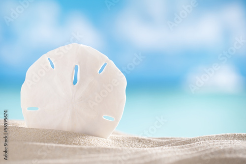 sand dollar shell on sea and boat background photo