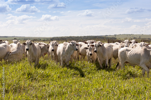 Cows and bulls on a farm in Mato Grosso