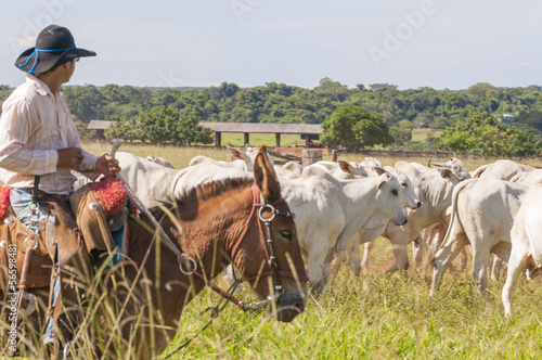 Fazenda Mato grosso Gado nelore, Farm nelore cattle in brazil © sedineinunes