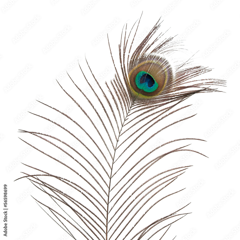Fototapeta premium Peacock feather
