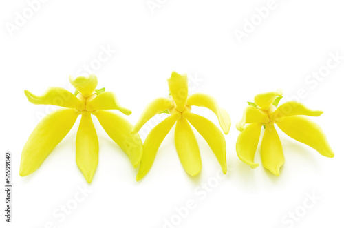 Ylang-Ylang flower
