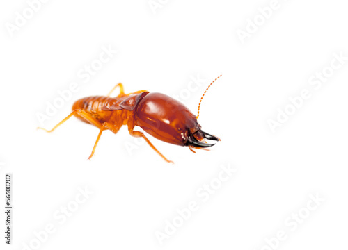 soldier termite macro shot and isolated on white